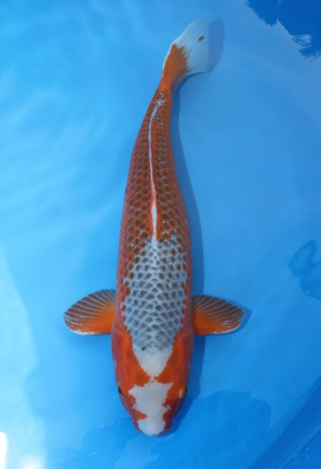 Yag023   Yagenji   Kanoko Asagi  55cm