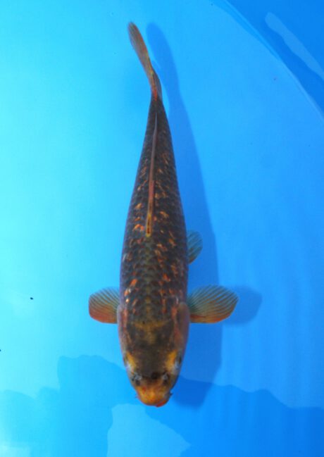 Tan001  Taniguchi    Golden Corn  36cm