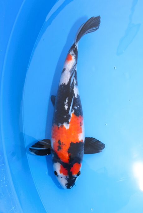 Yag024    Yagenji  Showa  48cm