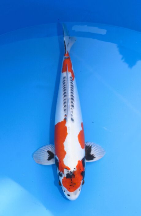 Aok045    Aoki   Doitsu Kujaku     53cm