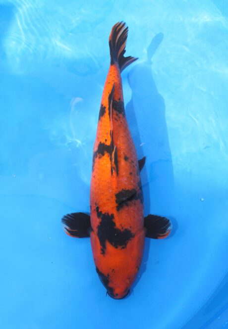 Shi013   Shinoda   Karge Hi Utsuri  57cm