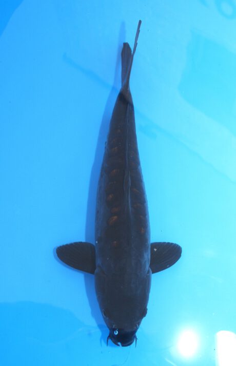 Ikt002  Ikarashi Toshinobu   Big Scale  41cm