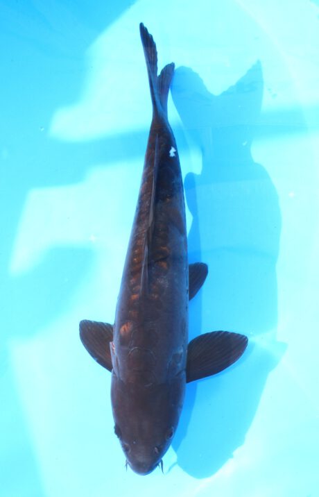 Ikt005  Ikarashi Toshinobu   Big Scale  49cm