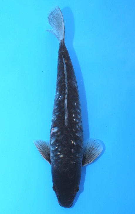 Ikt004  Ikarashi Toshinobu   Big Scale  43cm