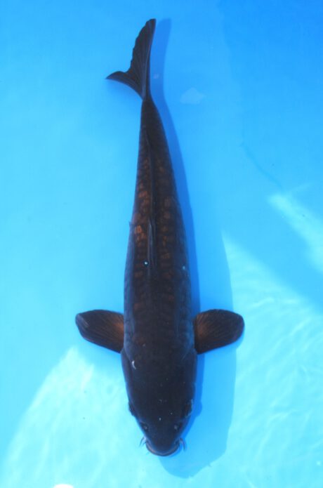 Ikt006  Ikarashi Toshinobu   Big Scale  48cm