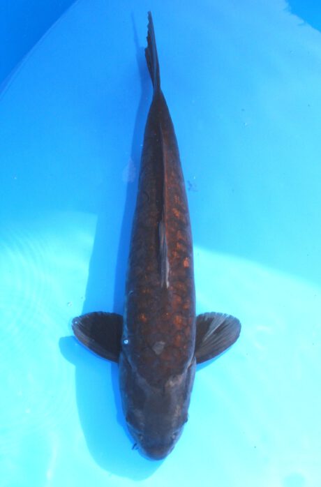 Ikt007  Ikarashi Toshinobu   Big Scale  49cm