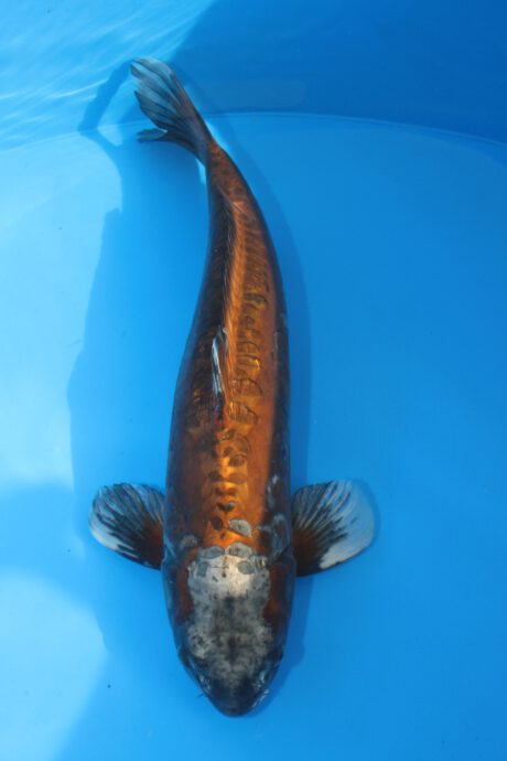 Ikt009  Ikarashi Toshinobu   Big Scale  59cm