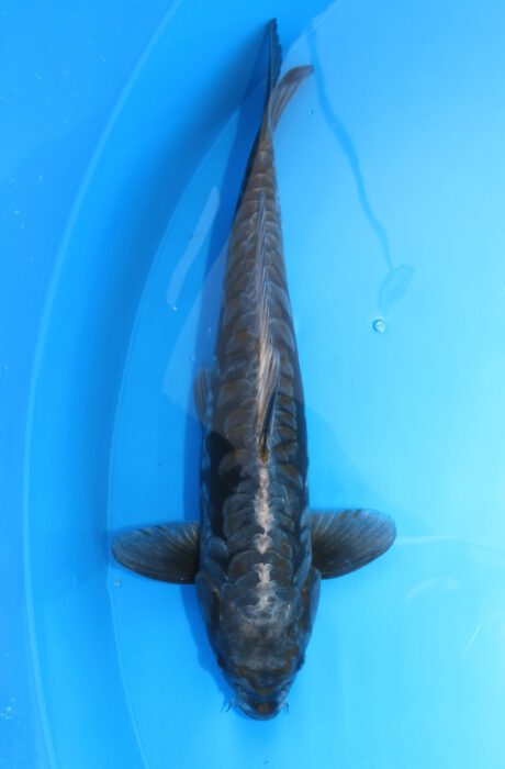 Kob009    Kobayashi    Aragoke  54cm