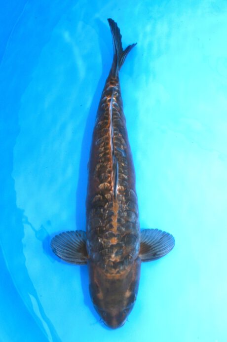 Ikt010  Ikarashi Toshinobu   Big Scale  50cm