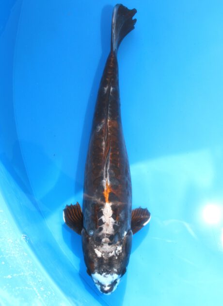 Kob007    Kobayashi    Aragoke  52cm