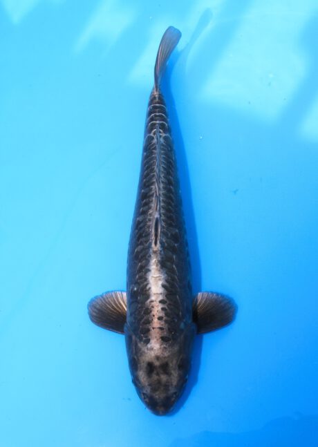 Kob012    Kobayashi    Aragoke  53cm