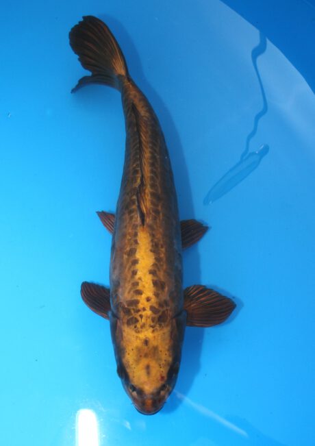 Mar032    Marusei     Doitsu Kabuto    50cm