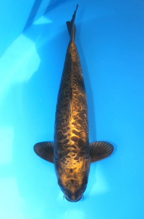 Ikt008   Ikarashi Toshinobu    Big Scale   53cm