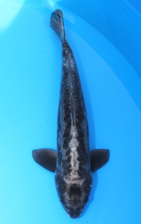 Kob013    Kobayashi    Aragoke  56cm