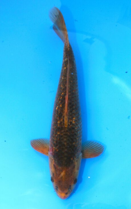 Tan0124  Taniguchi    Red Corn  49cm