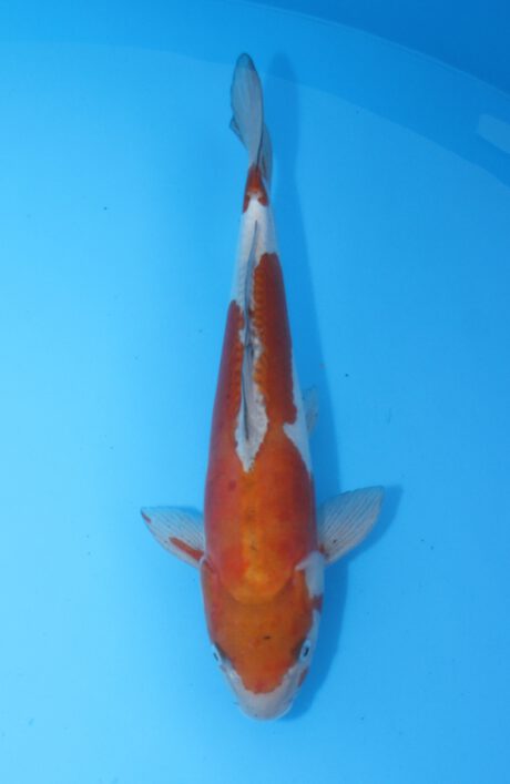 Yam004   Yamaju     Doitsu Ochiba     43cm