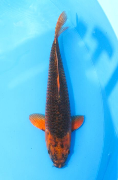 Tan0124 Taniguchi Red Corn 49cm