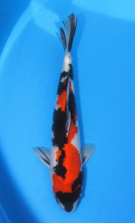 Yag019   Yagenji  Showa  52cm