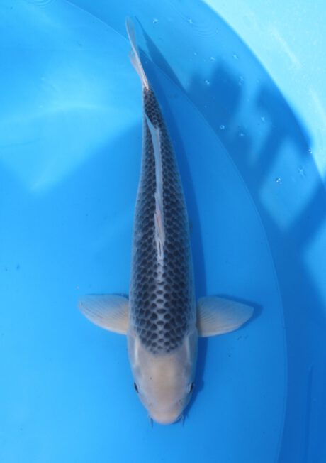 ooy005     Ooya    Asagi  59cm