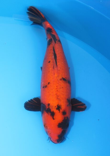 Shi015 Shinoda Karge Hi Utsuri 54cm VERKAUFT