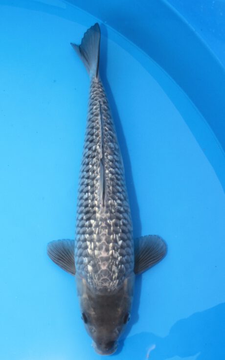 Kob002 Kobayashi Ginrin Kawari (Dark Soragoi) 54cm