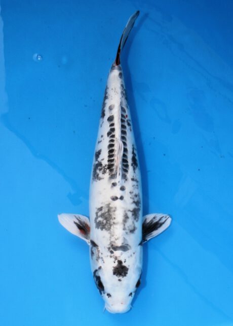 Iko027 Ozumi Ikarashi Beni Kikokuryu 51cm