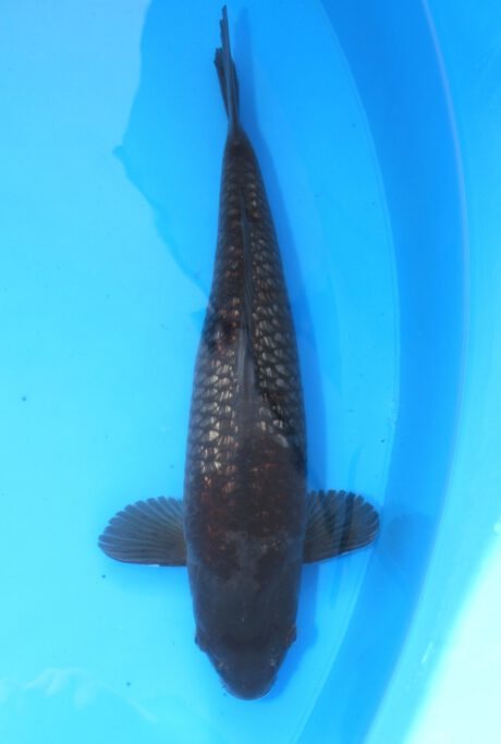 Kob001 Kobayashi Ginrin Kawari (Dark Ochiba) 48cm