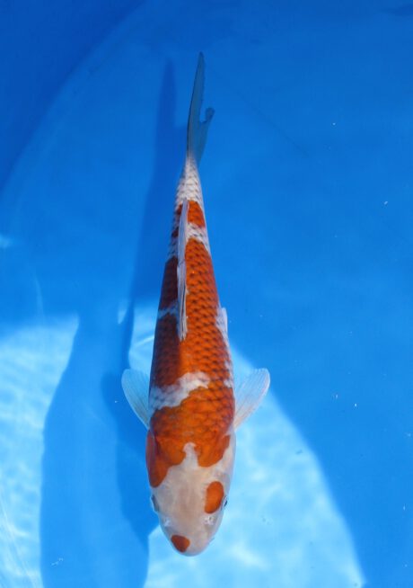 Koda20 Koda Ochiba Shigure 35cm