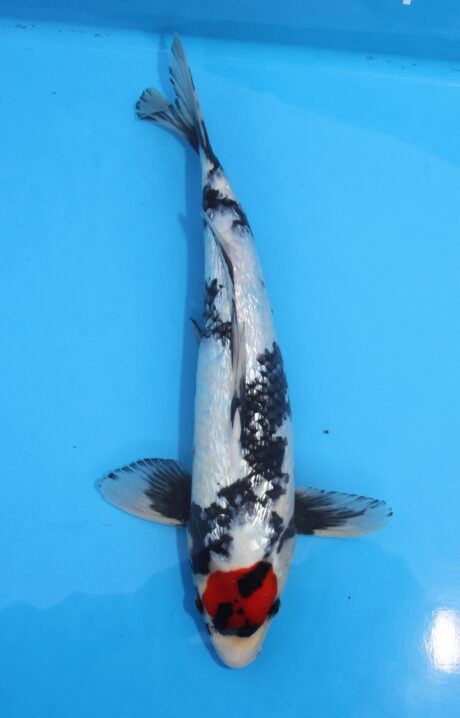 Koda13 Koda Ginrin Tancho Showa 36cm