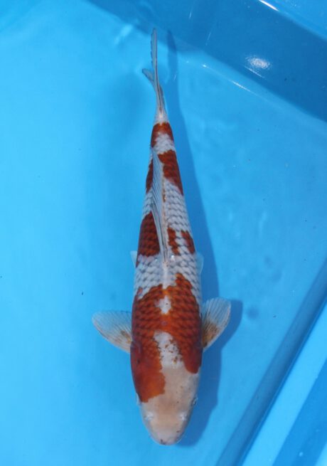 Koda32 Koda Ochiba Shigure 42cm