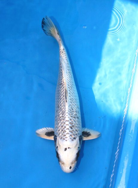 Aoki30 Aoki Ginga 39,5cm