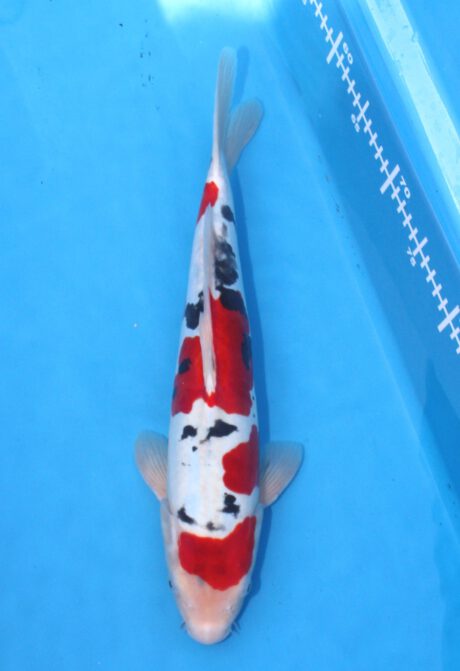 Aoki29 Aoki Yamato Nishiki 40cm