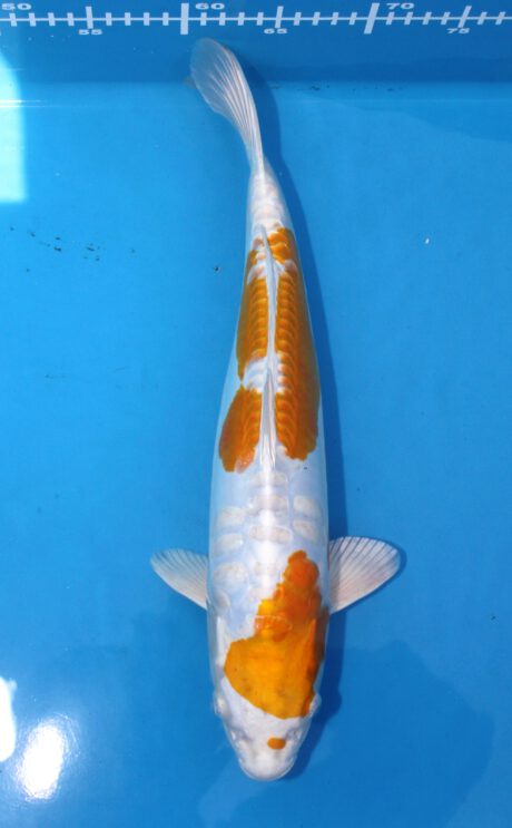 Koda05 Koda Hariwake 42cm