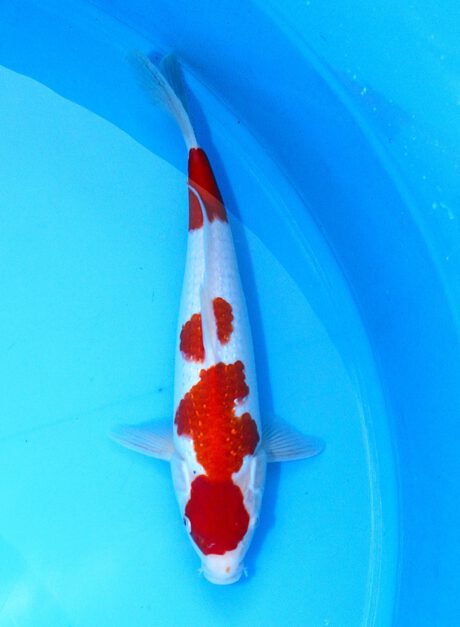 Koda16 Koda Pearl Ginrin Kohaku 36cm
