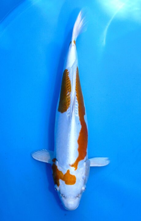 Koda08 Koda Hariwake 39,5cm