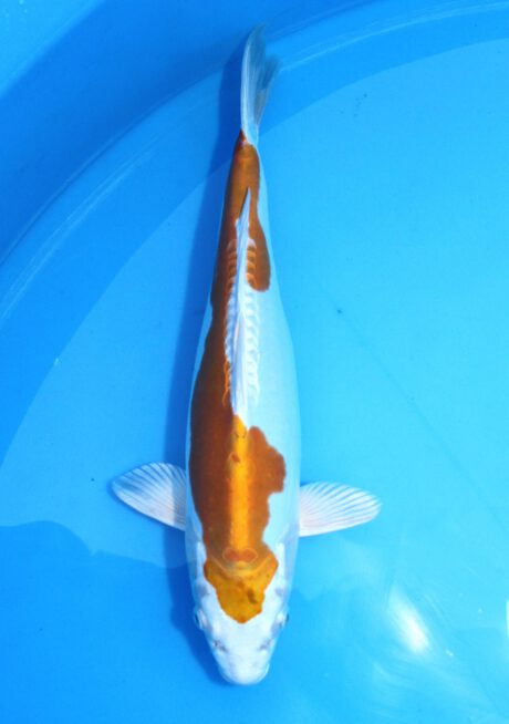 Koda22 Koda Hariwake 35cm