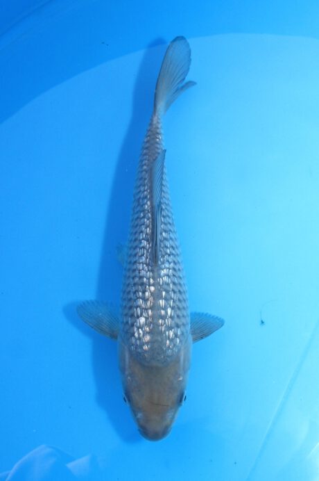 Koda38 Koda Ginrin Soragoi 34cm