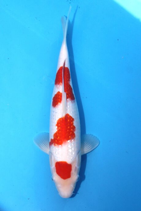 Koda28 Koda Maruten Pearl Ginrin Kohaku 35cm