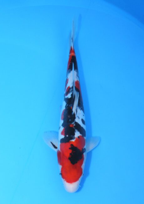 Aoki11     Aoki    Doitsu Showa     40cm