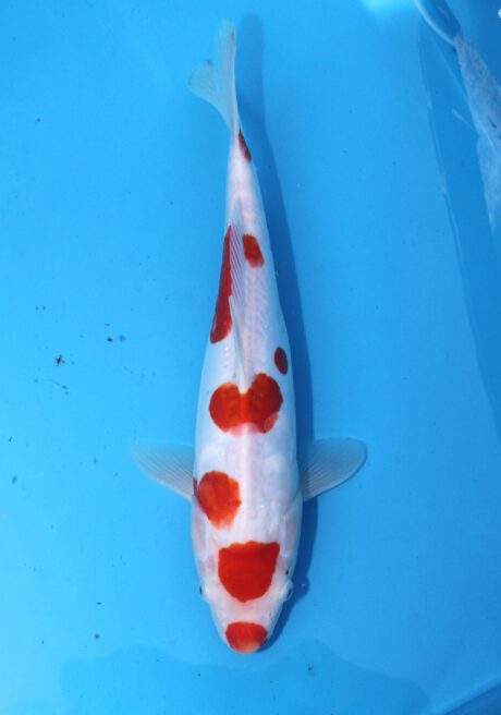 Koda27     Koda     Maruten Doitsu Kohaku    36cm    VERKAUFT