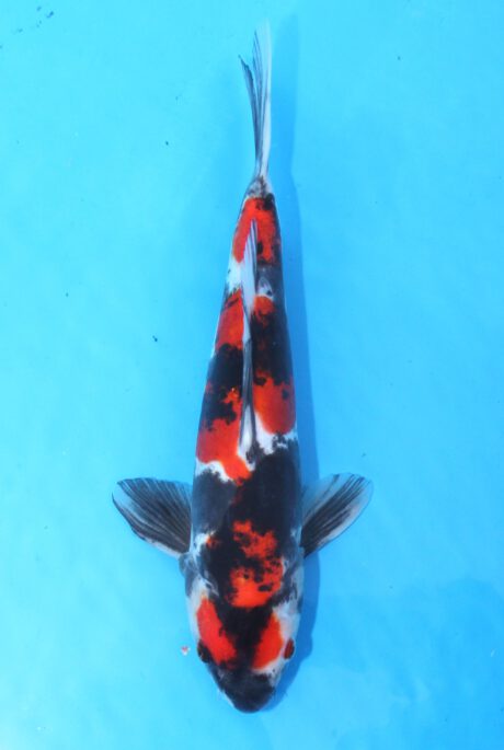 Koda40     Koda     Doitsu Showa      31cm