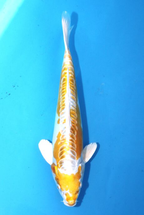 Aoki06 Aoki Hariwake 36cm Bodyline