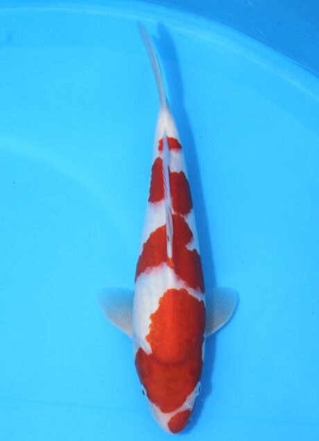 Koda18 Koda Kohaku 36cm