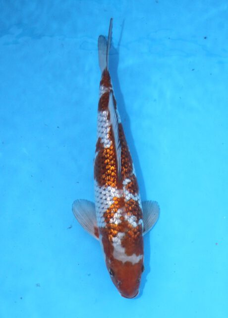 Koda35 Koda Ginrin Ochiba Shigure 35cm