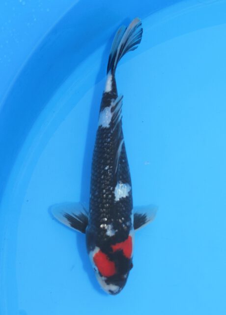Koda29 Koda Ginrin Tancho Showa 36cm
