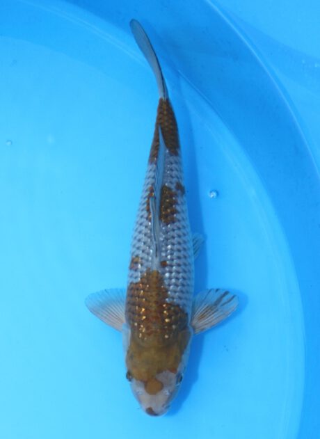 Koda Koda Pearl Ginrin Ochiba Shigure 37cm