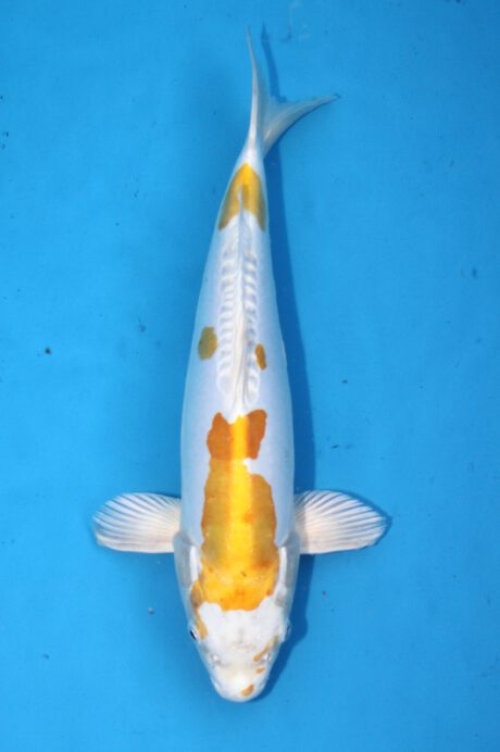 Koda41 Koda Hariwake 32cm