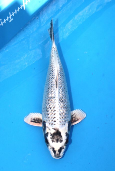 Aoki22 Aoki Ginga 36cm