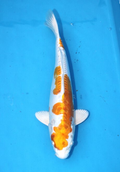 Koda23 Koda Hariwake 36cm