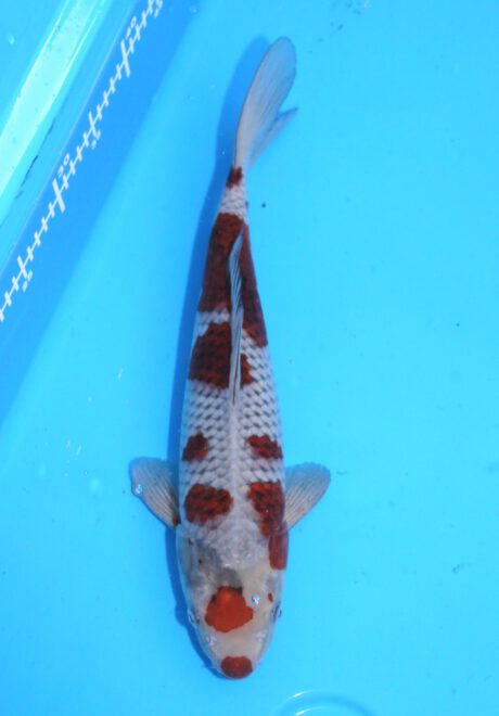 Koda31 Koda Ochiba Shigure 40cm